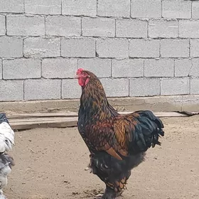 brama laseti yumurtga