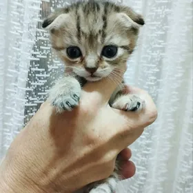 Вислоухий котенок