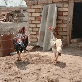 баес товк хораз