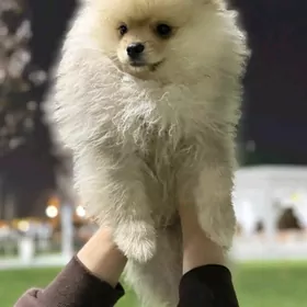 Померанский шпиц мини