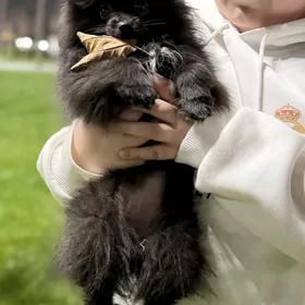 Померанский шпиц мини