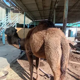 öý haywanlary düýe