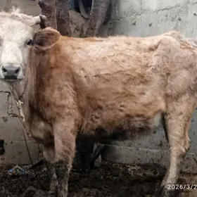 sygyr,2sany,tuwe,2sany