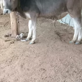 argynal şwes öküz