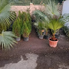 Растения удобрения