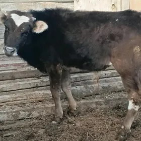 goleli sygyr okuz tuwe