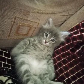 продам котенка