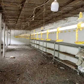 товык ве жуже учин капилар сув