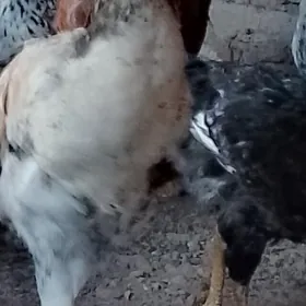 семиз товуклар