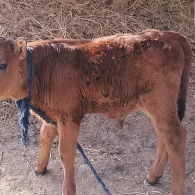 гоое окузче 3айлык