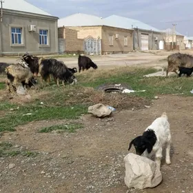 овлаклы гечи 4 саны гысыр гечи