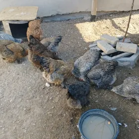 брама товуклар