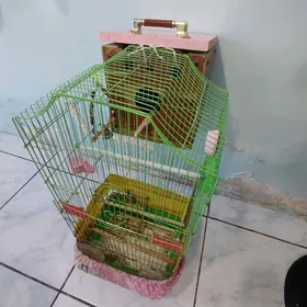 Popugay kletga Domik oy