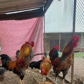 Paroda Taşkent dayov horazlar