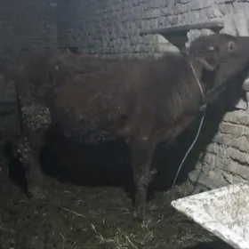 бурлат окиз