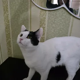 Котик в добрые руки