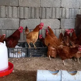 Gyzyl ýumurtgalyk poroda towuk