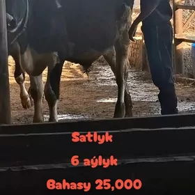 Arassa goliştin öküzçe