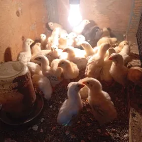 байсовый.   жуже