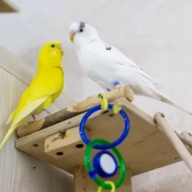 papugay popugay toty gus