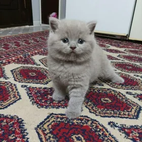 sotlanskiy paroda pisijek