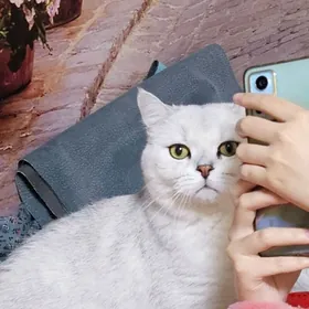 Шотландские шиншиллы