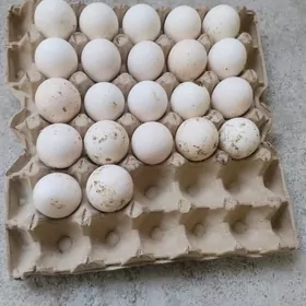 Indyuk Owgan paroda yumurtga