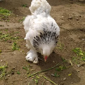 Paroda Tawuk yumurtga 