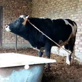 Gibrit Öküzler 2 Sany