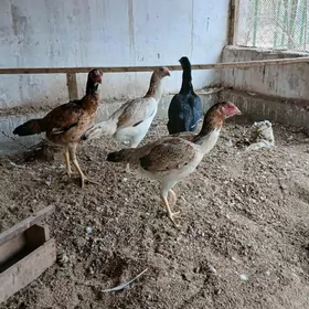 байес макилер