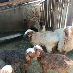 guzli goyun urwalik yaş