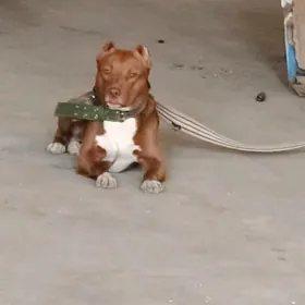 каникоски питбул