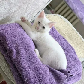 котенок 3.месяца