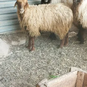 GYSYR GOÝUN TOKLYLAR