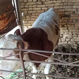 о́киз сементал