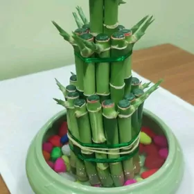 piramida bamboo бамбук