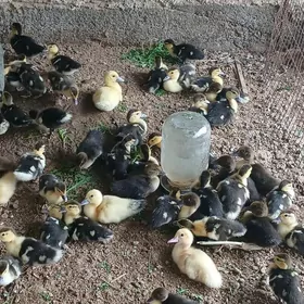 Indawutka ördek juyjesi