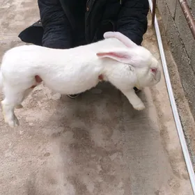 пол великан товшан