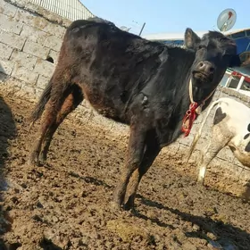 Corny piýostr tüwe bogaz