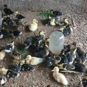 jüje induk towuk gus bedene