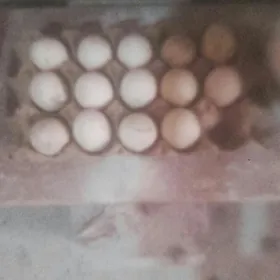 yaşylbaş yumurtga.