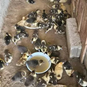 Indawutga ordek juyjesi