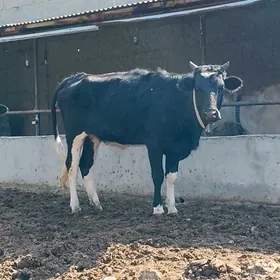 BOGAZ TÜWE GALYŞTEÝIN