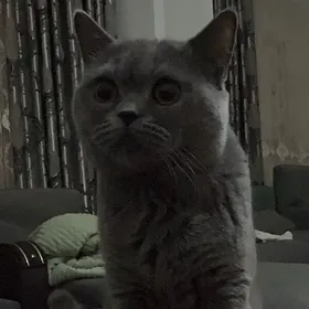 Sotlandskiy dik gulak