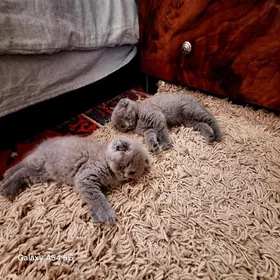 шотландская кошка