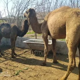 торумлы дуйе