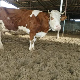 smental golisteyin sygyr