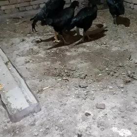 baes  tohum  satlyk  10