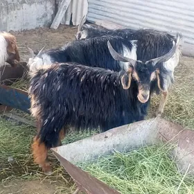 Doglar we owlakly geçiler