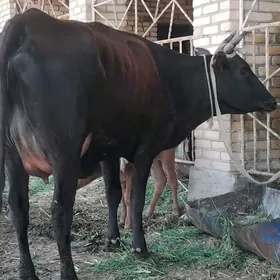 goleli sygyr hasiyet